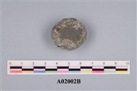 藏品(貨幣蟲)的圖片